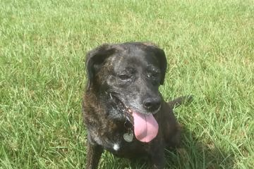 Paw Patch Dog Park at Creekwood Park
